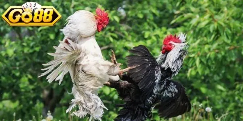 Hướng dẫn tham gia đá gà 247