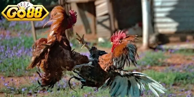 Đá gà 247 đem trải nghiệm sống động, kịch tính và hấp dẫn