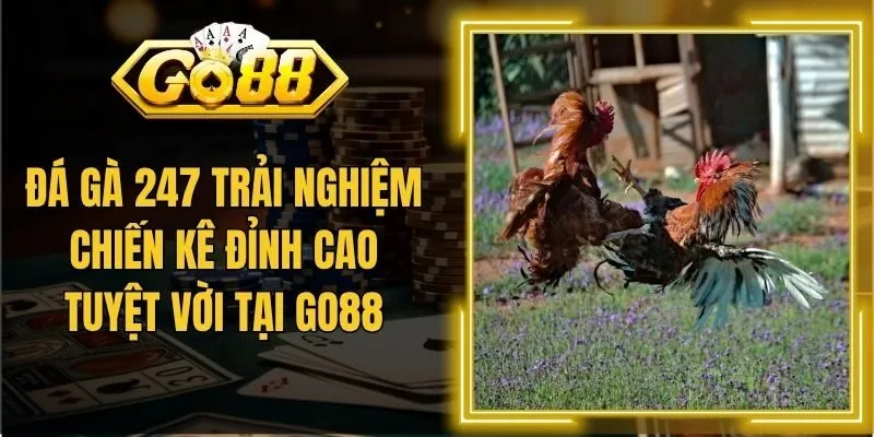 Đá Gà 247 Trải Nghiệm Chiến Kê Đỉnh Cao Tuyệt Vời Tại Go88
