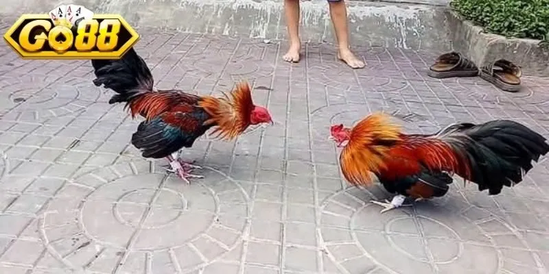 Đá gà chọi mang tốc độ, lực mạnh, phản xạ linh hoạt