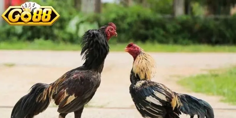 Theo dõi phản xạ, lực ra đòn chuẩn xác