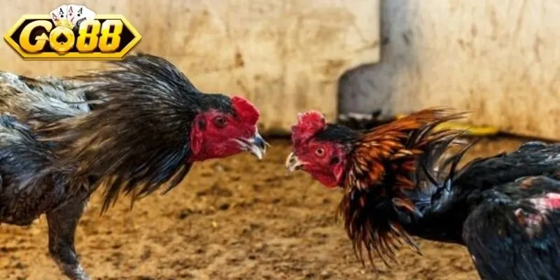 Đá gà chọi Wala di chuyển nhanh, né đòn hiệu quả