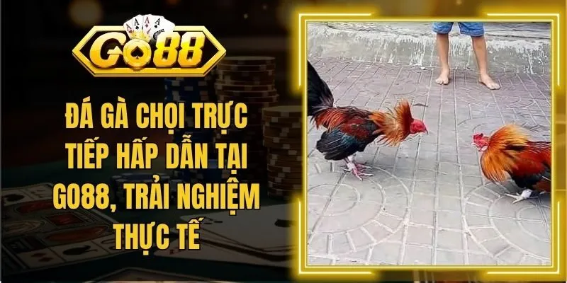 Đá Gà Chọi Trực Tiếp Hấp Dẫn Tại Go88, Trải Nghiệm Thực Tế