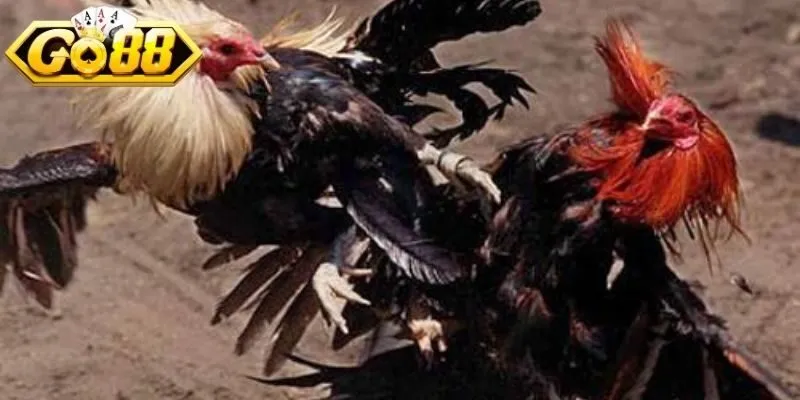 Đá gà cựa dao chuẩn bị cẩn thận tăng hiệu quả ra đòn