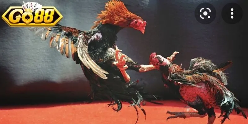 Đá gà cựa dao mang nhịp độ nhanh, từng pha quyết định