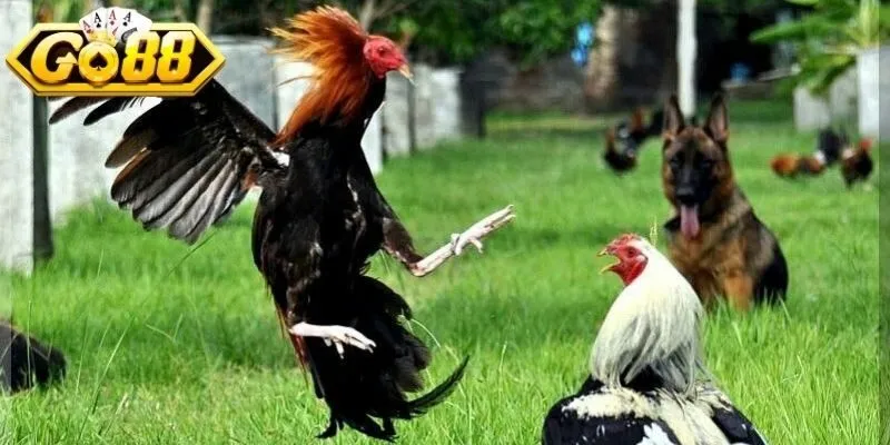 Ưu tiên thể trạng, phản xạ nhanh, sức bền ổn định từng lượt