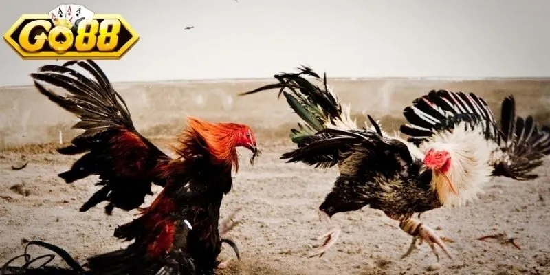 Nền tảng mượt mà, giảm độ trễ quan sát chi tiết