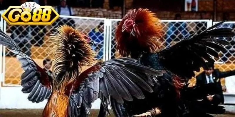 Tốc độ nhanh nhẹn, di chuyển linh hoạt tạo nhịp điệu