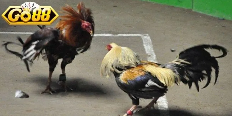 Đá gà GO88 mang trải nghiệm kịch tính từng lượt 