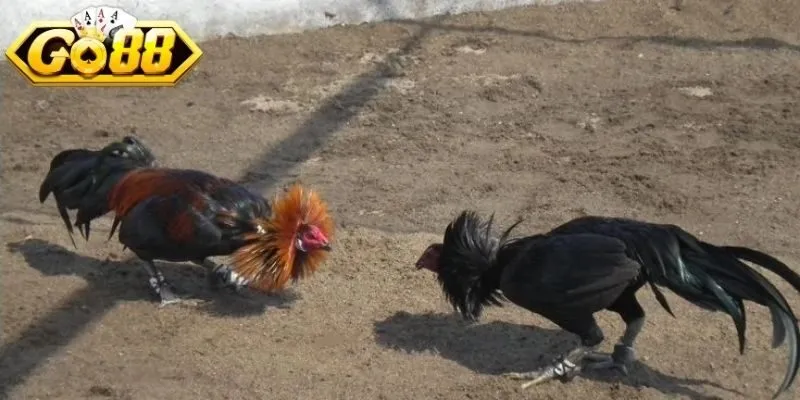 Bỏ sót chi tiết quan trọng khiến nhận định kết quả sai