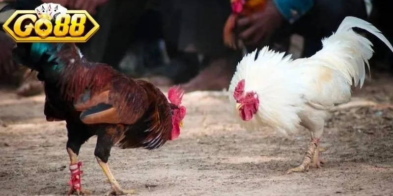 Đá gà trực tiếp hướng dẫn chi tiết quan sát trận chuẩn