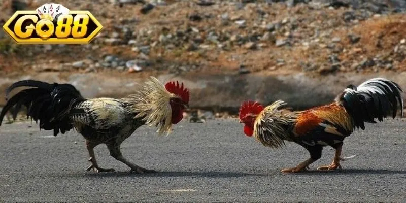 Trận chiến linh hoạt, tốc độ nhanh, trải nghiệm cực sống động