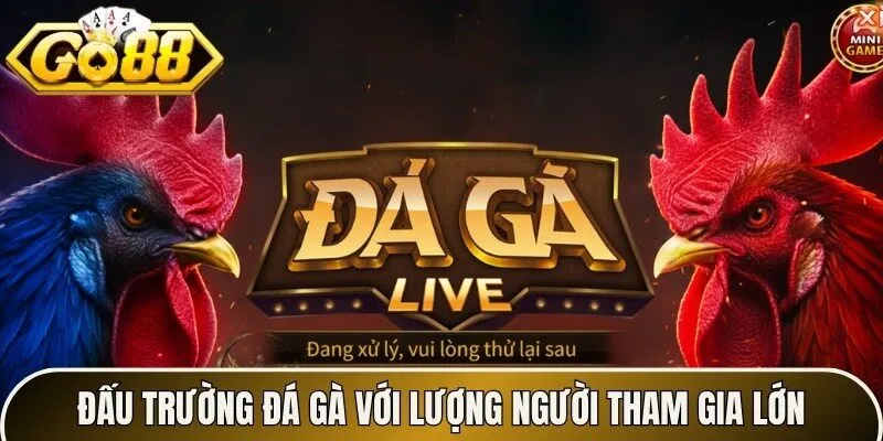 Đấu trường đá gà với lượng người tham gia lớn